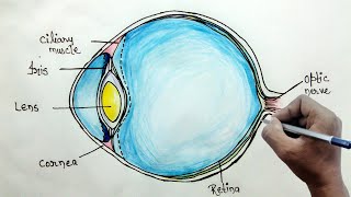 How to draw human eye diagram for beginners [upl. by Merrill]