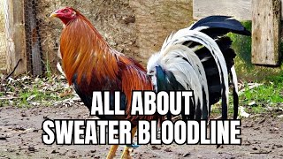 All About Sweater Gamefowl Bloodline [upl. by Calendre577]