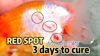 HOW TO GET RID of red spot of GOLDFISH in just 3 days  Red Spot treatment [upl. by Acie]