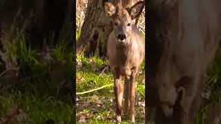 Wild Life DOCUMENTARY amp Cervidae [upl. by Ittak456]