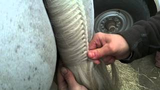 How to Braid a Tail Hunter Jumper [upl. by Lledniw715]