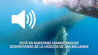 🔊 Activa el audio y disfruta de su canto 🐳 [upl. by Ade]