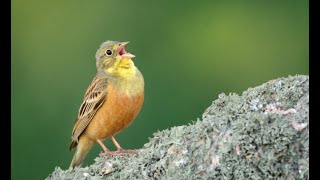 Ortolan bunting [upl. by Ettenaej]