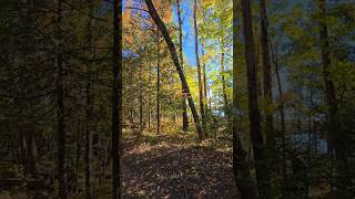 Taking Out Dead Trees Leaning In The Woods Making Trails Safer timber treefalling fall2024 [upl. by Aileduab]