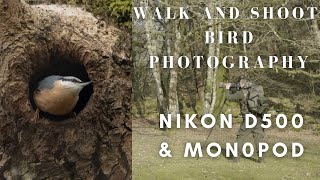 Bird Photography  Walk and Shoot setup with the Nikon D500 amp Monopod [upl. by Ymaj]