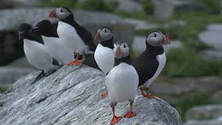 Seabirds of Machias Seal Island [upl. by Bala886]