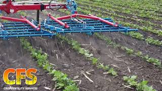 Hatzenbichler Tine Weeder in Emerged Soybeans [upl. by Ainirtac278]