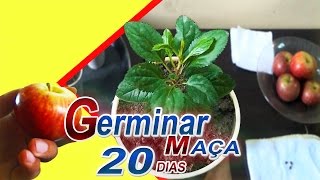 Como Plantar Maça Germina mais Rapido 20 DIAS [upl. by Enicul]