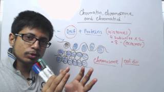 Chromosome chromatin and chromatid [upl. by Ardolino]