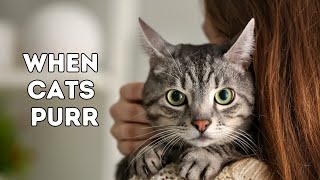 When Cats Purr Unraveling the Mystery of What it Means  Cat Purring Explained [upl. by Ainaznat]