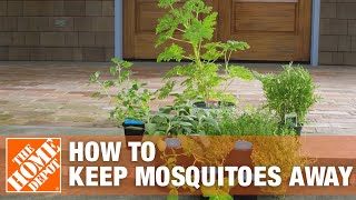 How to Get Rid of Mosquitoes Using Mosquito Control Tips  The Home Depot [upl. by Almeda]