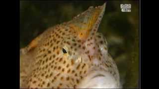 Spotted Handfish Brachionichthys hirsutus  Tasmania Australia [upl. by Infeld]