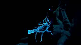 Bioluminescence vs Biofluorescence learn bioluminescnence biofluorescence wildlife education [upl. by Ainedrag406]