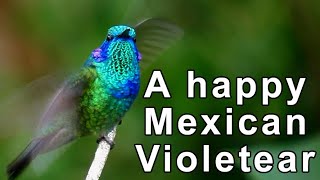 Mexican Violetear Colibri thalassinus [upl. by Gnues]