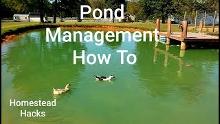 Farm Pond Management Catfish ampBluegill [upl. by Liam795]