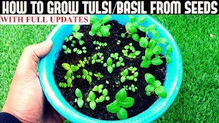 How To Grow TulsiHoly Basil From Seeds With Updates [upl. by Infield]