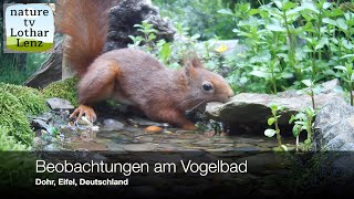 Beobachtungen am Vogelbad Dohr Eifel Deutschland [upl. by Canfield]