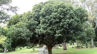 Plant ID Tulipwood Harpullia pendula [upl. by Nerehs219]