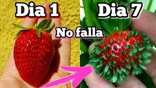 CIENTOS de plantas de FRESA en 7 Días Germinar fresas de supermercado Plantar y sembrar frutillas [upl. by Miriam748]