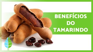 PROPRIEDADES e BENEFÍCIOS do TAMARINDO 🥜✅ Para que serve Modo de Tomar e Contraindicações [upl. by Yevrah]