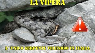 La vipera lunico serpente velenoso presente in Italia 🐍 escursionisicure [upl. by Letrice375]