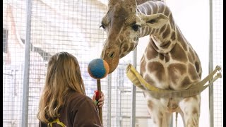 Join us at the Block Get a Keepers Eye View of Giraffe Hoof Care Training [upl. by Eilyah]