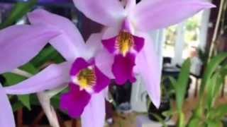 Orchid care Laelia Anceps Orchid [upl. by Rodnas]