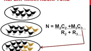 Mark recapture population estimation [upl. by Cirded]