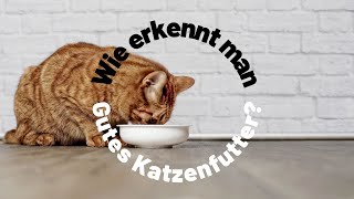 Gutes Katzenfutter  Warum es so wichtig ist  Wie du es erkennen kannst [upl. by Adnahsed]