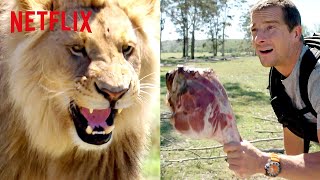 Bear Grylls Chased by a Lion  Animals on the Loose A You vs Wild Movie  Netflix After School [upl. by Isak243]