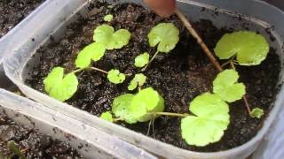 hydrocotyle leucocephala en estado emergido [upl. by Asit]