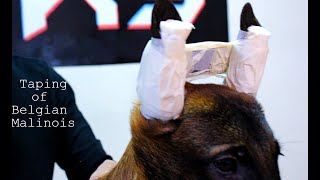 How to Tape Puppy Ears  Belgian Malinois Ears [upl. by Negiam]