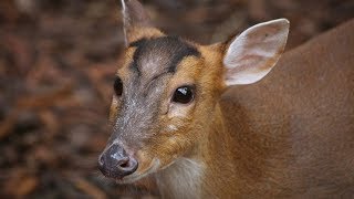 Barking Deer [upl. by Azmah]