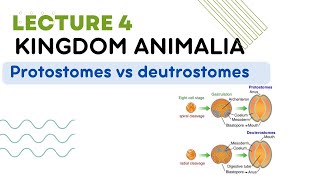 Protostomes vs deutrostomes cleavage spiral and radial kingdom Animalia [upl. by Adieno962]