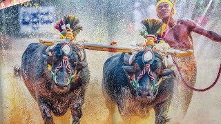 Kambala Festival🐃 Buffalo Race [upl. by Zulaledairam]