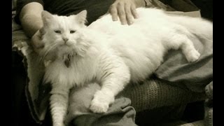 White Maine Coon [upl. by Nov]