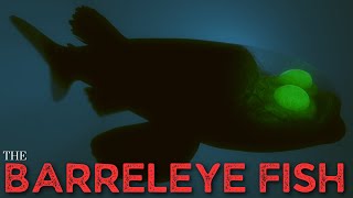 The Barreleye Fish  Spookfish [upl. by Trebliw]