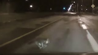 Cat gets hit by car [upl. by Hsetirp]