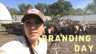 BRANDING amp CASTRATING CATTLE at the OZ Ranch [upl. by Laforge431]