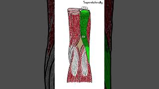 Popliteal fossa  Anatomy  shorts [upl. by Ty]