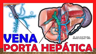 🥇 VENA PORTAHEPÁTICA Conformación Tributarias Relaciones ¡Fácil Explicación [upl. by Laemaj]