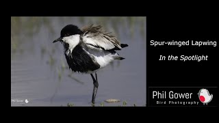 Spur winged Lapwing in the Spotlight [upl. by Bron949]