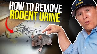 Rodent Urine smell in my housePRO DIY TIPS [upl. by Cheke]