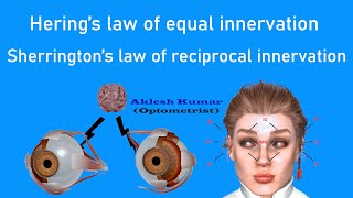 Herings law of Equal innervation and Sherringtons law of reciprocal innervation  Ocular Laws [upl. by Earehs556]