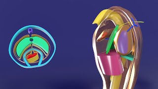 3D Body Cavities Embryology part 2 Pleural cavities and Pericardial cavity  Fibrous Pericardium [upl. by Halilak]