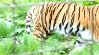 Sibirischer Tiger Amurtiger – Tiergarten Zoo Schönbrunn – Die größte Katze der Welt [upl. by Curnin]