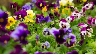 Lots of Pansy And Viola Growing TipsVideo Growing Guide [upl. by Encratis53]