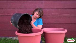 How to Grow Potatoes in a Container [upl. by Leuas566]