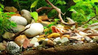 Biotope Asiatique 200L [upl. by Eleen]