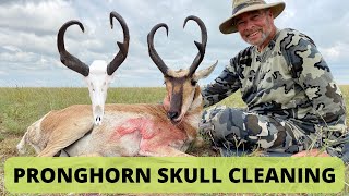 HOW TO CLEAN A PRONGHORN ANTELOPE SKULL [upl. by Wanda]